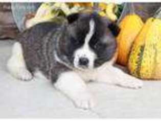 Akita Puppy for sale in New Haven, IN, USA