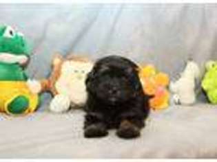 Havanese Puppy for sale in Piedmont, SC, USA