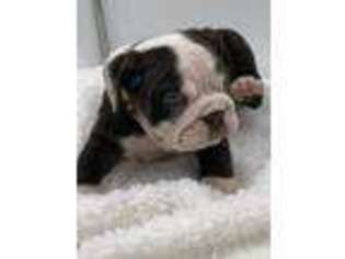 Bulldog Puppy for sale in Pasadena, TX, USA