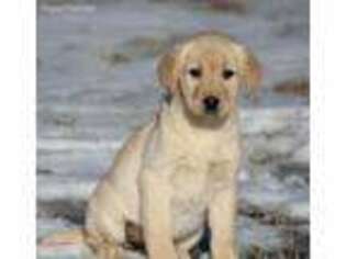 Labrador Retriever Puppy for sale in Three Rivers, MI, USA