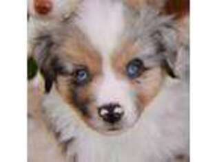 Miniature Australian Shepherd Puppy for sale in Wilton, CA, USA