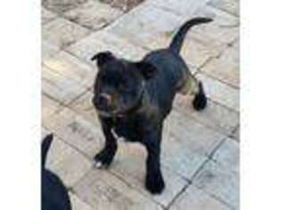 Staffordshire Bull Terrier Puppy for sale in Vivian, LA, USA