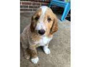 Goldendoodle Puppy for sale in Rockwall, TX, USA