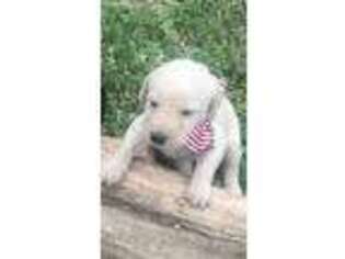 Labradoodle Puppy for sale in Pleasanton, TX, USA