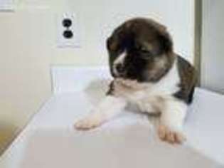 Akita Puppy for sale in Laurel, MD, USA