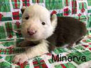 Border Collie Puppy for sale in Hamlin, WV, USA