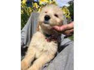 Goldendoodle Puppy for sale in Destin, FL, USA