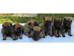 Belgian Malinois Puppy for sale in Cincinnati, OH, USA