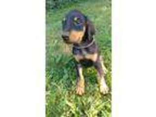 Doberman Pinscher Puppy for sale in Indianola, IA, USA