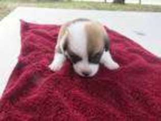 Pembroke Welsh Corgi Puppy for sale in Comfort, TX, USA