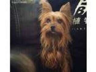 Yorkshire Terrier Puppy for sale in Monterey Park, CA, USA