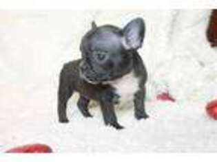French Bulldog Puppy for sale in Dora, MO, USA