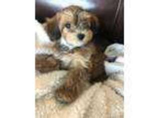 Havanese Puppy for sale in London, OH, USA