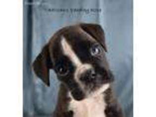 Boxer Puppy for sale in Clinton, IA, USA