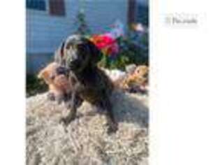 Labrador Retriever Puppy for sale in Chattanooga, TN, USA