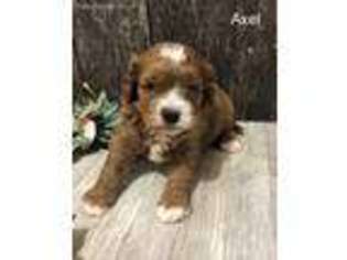 Cavalier King Charles Spaniel Puppy for sale in Rocky Comfort, MO, USA