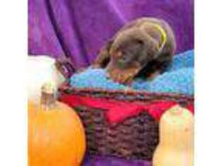 Doberman Pinscher Puppy for sale in Pryor, OK, USA