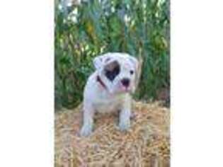 Bulldog Puppy for sale in Waterloo, NY, USA