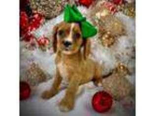 Cavalier King Charles Spaniel Puppy for sale in Weatherford, TX, USA