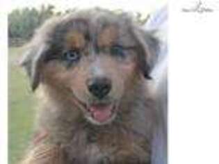 Anatolian Shepherd Puppy for sale in Amarillo, TX, USA
