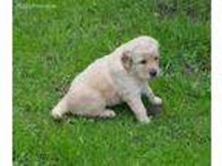 Golden Retriever Puppy for sale in Fairfield, IL, USA