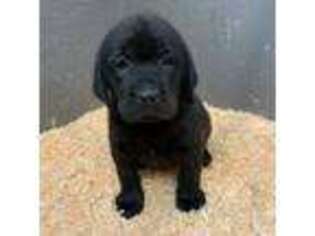 Labrador Retriever Puppy for sale in North Stonington, CT, USA