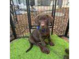 Labrador Retriever Puppy for sale in Valley Center, CA, USA