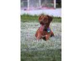 Rhodesian Ridgeback Puppy for sale in Miami, FL, USA