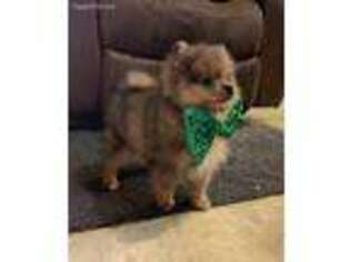 Pomeranian Puppy for sale in Primm Springs, TN, USA