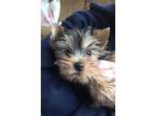 Yorkshire Terrier Puppy for sale in Buckley, WA, USA