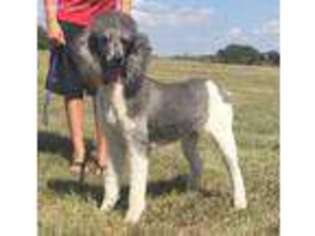 Mutt Puppy for sale in Russell, KS, USA