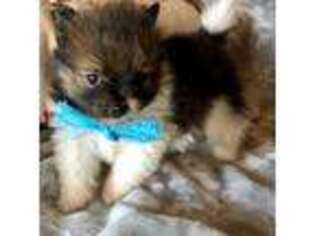 Pomeranian Puppy for sale in Fort Jennings, OH, USA