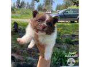 Pomeranian Puppy for sale in Missoula, MT, USA