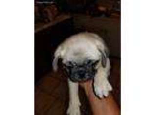 Pug Puppy for sale in Corpus Christi, TX, USA