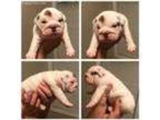 Bulldog Puppy for sale in Newport, NC, USA