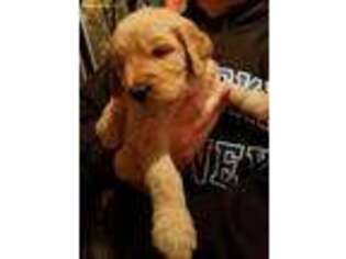Goldendoodle Puppy for sale in Kearney, NE, USA