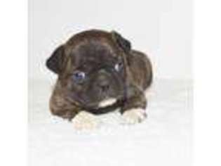 Buggs Puppy for sale in West Plains, MO, USA