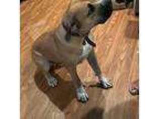 Boerboel Puppy for sale in Beaumont, TX, USA