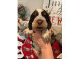 English Springer Spaniel Puppy for sale in Sweet Home, OR, USA