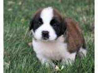 Saint Bernard Puppy for sale in Syracuse, IN, USA