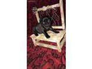 Pug Puppy for sale in Rushmore, MN, USA