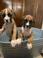 Boxer Puppy for sale in San Antonio, TX, USA