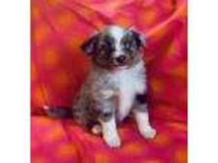 Miniature Australian Shepherd Puppy for sale in Pocahontas, AR, USA