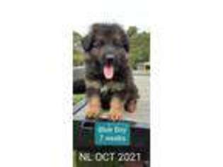 German Shepherd Dog Puppy for sale in Spring Hill, TN, USA