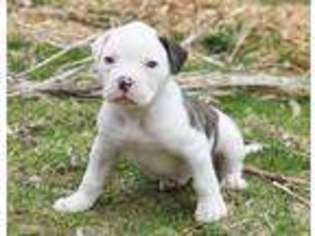 American Bulldog Puppy for sale in Minnesota City, MN, USA