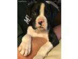 Boxer Puppy for sale in Buchanan, MI, USA