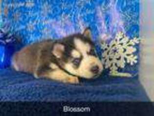 Siberian Husky Puppy for sale in Fountain, CO, USA