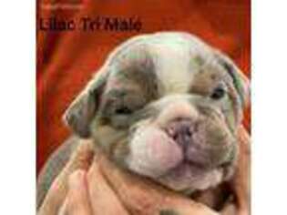 Olde English Bulldogge Puppy for sale in Kingston, NY, USA