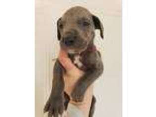 Great Dane Puppy for sale in Dighton, MA, USA