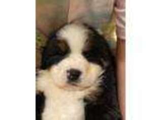 Bernese Mountain Dog Puppy for sale in Alabaster, AL, USA